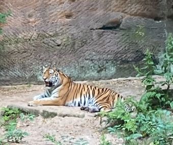 Tiger im Tiergarten